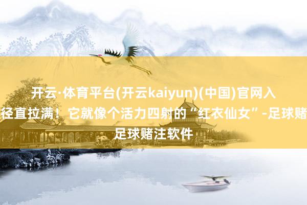 开云·体育平台(开云kaiyun)(中国)官网入口登录径直拉满！它就像个活力四射的“红衣仙女”-足球赌注软件