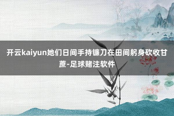 开云kaiyun她们日间手持镰刀在田间躬身砍收甘蔗-足球赌注软件